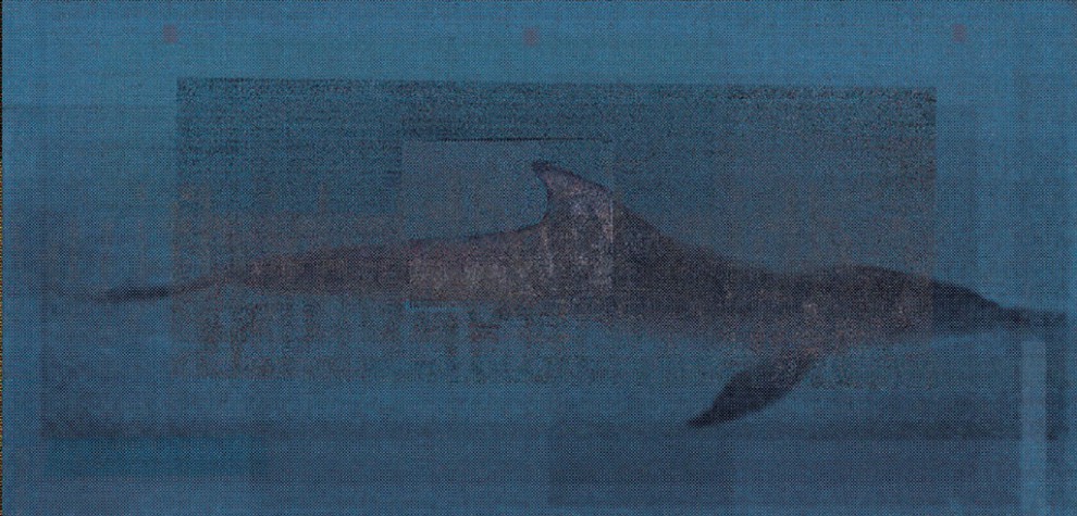 Za moim oknem pływają delfiny | serigrafia | 210×100 cm